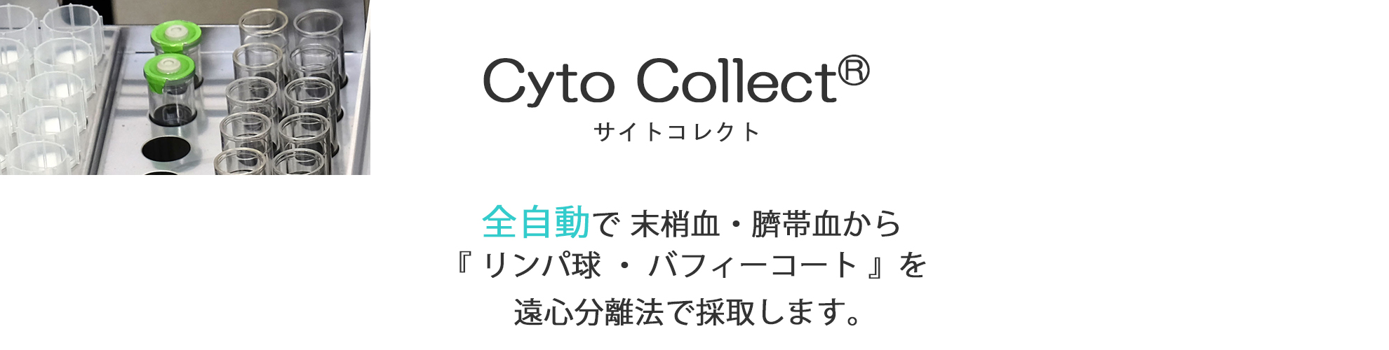 全自動：末梢血・臍帯血からリンパ球・バフィーコートを遠心分離法で採取します